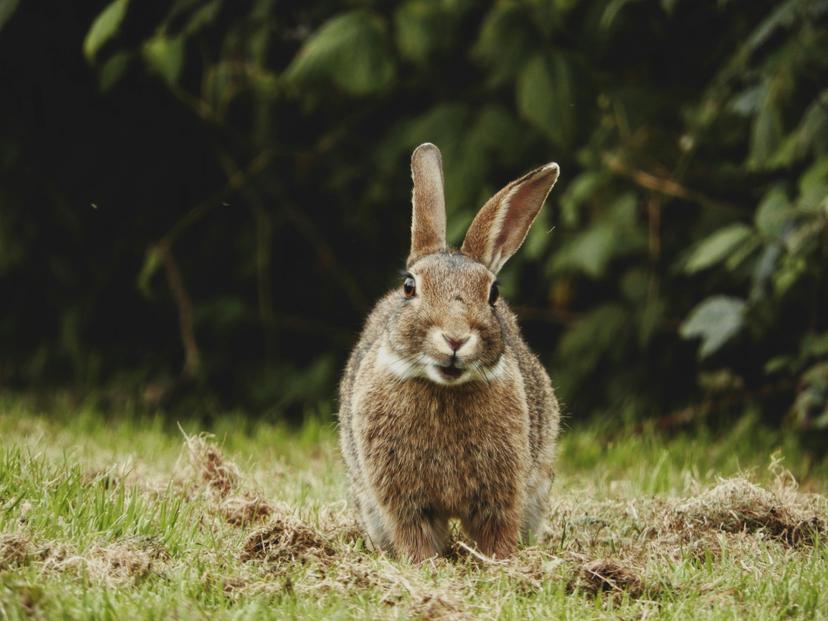 Headless CMS: Directus Blog Eintrag